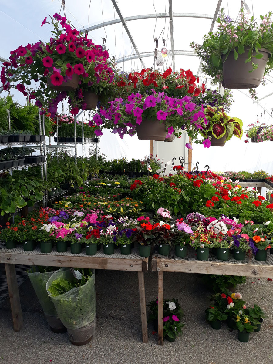 A greenhouse filled with various colorful potted flowers on wooden tables, including pink, purple, red, and white blooms. Hanging baskets with vibrant flowers are suspended from the ceiling.